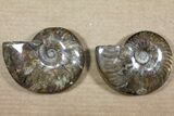 Lot: - Whole Polished Ammonites (Grade B/C) - Pieces #77762-1